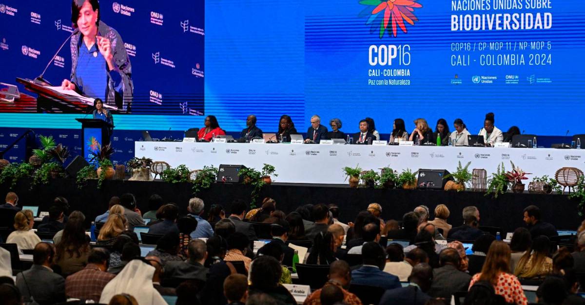 COP16 en Cali: Avances, tensiones y un enfoque popular para la biodiversidad